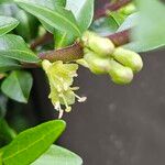 Lonicera ligustrina