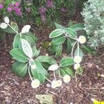 Pachystegia insignis Leaf