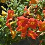 Streptosolen jamesonii Flor