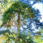 Abies nordmanniana ശീലം