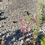 Lepidium nitidum List