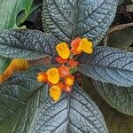 Chrysothemis pulchella 花