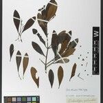 Clusia octandra Yaprak