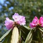 Rhododendron × geraldii Flower