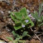 Ziziphora hispanica Hábito