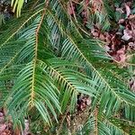 Cephalotaxus fortunei Blad