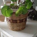 Pilea peperomioidesFeuille