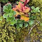 Saxifraga cotyledon 葉