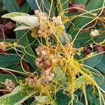 Cuscuta campestris Агульны выгляд