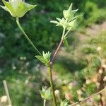 Malva punctata Other