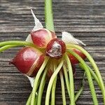 Allium roseum Other