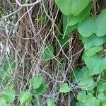 Aristolochia tomentosa چھال