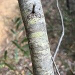 Acacia longifolia Bark