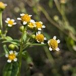 Galinsoga parviflora Flower