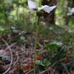 Moneses uniflora Квітка