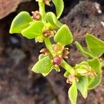 Patellifolia procumbens Blüte