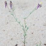 Linaria pedunculata 其他