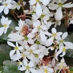 Saxifraga cortusifolia Квітка