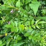 Rosa virginiana Hoja