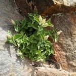 Silene cordifolia Fruit