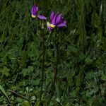 Primula clevelandii Vekstform