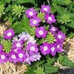 Verbena x hybrida Blüte