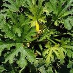Cucurbita pepo Hábito