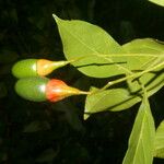 Ocotea meziana Fruto
