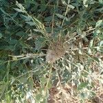 Astragalus macrocarpus Staniste