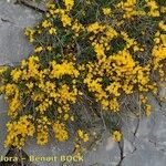 Cytisus ardoinoi Habit