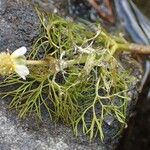 Ranunculus trichophyllus Агульны выгляд