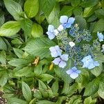 Hydrangea macrophyllaFlor