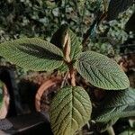 Viburnum rhytidophyllum叶