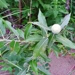 Salix eriocephala Blüte