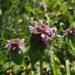 Lamium hybridumFlor