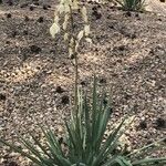 Yucca pallida Flor