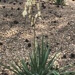 Yucca pallida