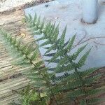 Polystichum luctuosum برگ