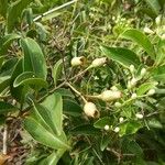 Coelospermum fragrans Hábito
