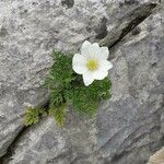 Anemone alpina Fiore