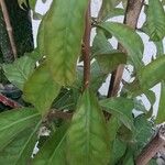 Rhodocactus grandifolius Leaf