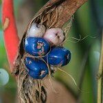 Heliconia pendula Fruit