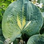 Hosta sieboldiana Folha