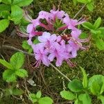 Rhododendron periclymenoides Virág