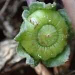 Malva neglecta Fruit