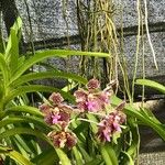 Vanda tricolor 花