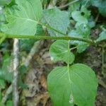 Circaea lutetiana Leaf
