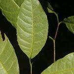 Sorocea trophoides برگ