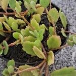 Kalanchoe fedtschenkoi Flower