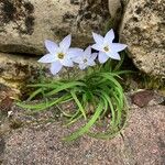 Ipheion uniflorum Flor